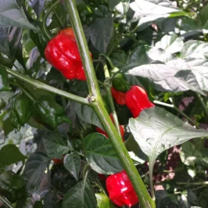 Ultra Hot Pepper Seeds Mix - Carolina Reaper, Ghost, Habanero, Scorpion - 25 Seeds - Image 5