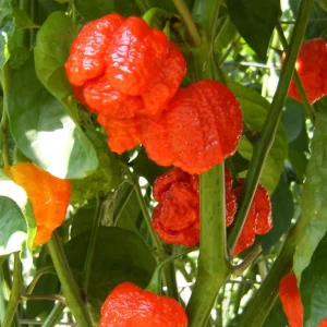 Ultra Hot Pepper Seeds Mix - Carolina Reaper, Ghost, Habanero, Scorpion - 25 Seeds - Image 6