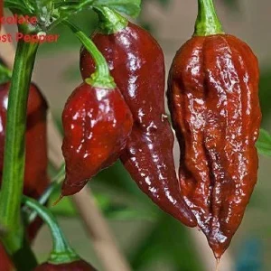 Ultra Hot Pepper Seeds Mix - Carolina Reaper, Ghost, Habanero, Scorpion - 25 Seeds - Image 7