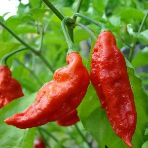 Ultra Hot Pepper Seeds Mix - Carolina Reaper, Ghost, Habanero, Scorpion - 25 Seeds - Image 8