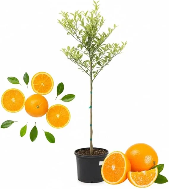 Valencia Orange Tree Live Plant, 4-5 ft Tall, 5 Gallon Pot, Sweet Citrus - Image 5