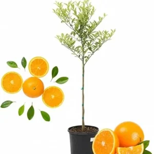 Valencia Orange Tree Live Plant, 4-5 ft Tall, 5 Gallon Pot, Sweet Citrus - Image 6