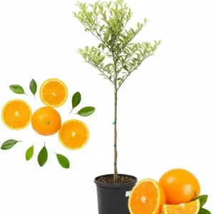 Valencia Orange Tree Live Plant, 4-5 ft Tall, 5 Gallon Pot, Sweet Citrus - Image 7
