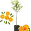 Valencia Orange Tree Live Plant, 4-5 ft Tall, 5 Gallon Pot, Sweet Citrus - Image 1