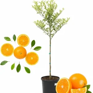 Valencia Orange Tree Live Plant, 4-5 ft Tall, 5 Gallon Pot, Sweet Citrus - Image 1