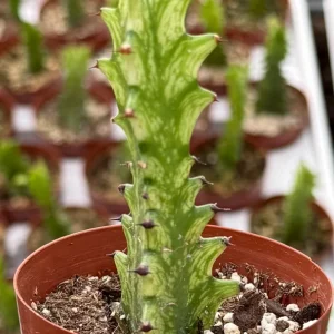 Variegated African Milk Tree Live Plant - Euphorbia Trigona - 3 inch Pot - Image 3