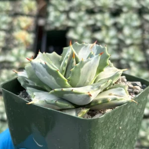 Variegated Agave Isthmensis Hoji Raijin Live Plant – 4 inch Pot – Rare Succulent - Image 2