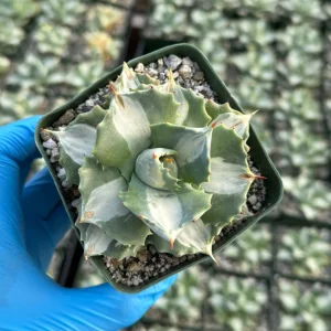 Variegated Agave Isthmensis Hoji Raijin Live Plant – 4 inch Pot – Rare Succulent - Image 1
