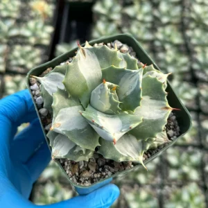 Variegated Agave Isthmensis Hoji Raijin Live Plant – 4 inch Pot – Rare Succulent - Image 3