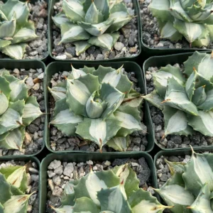 Variegated Agave Isthmensis Hoji Raijin Live Plant – 4 inch Pot – Rare Succulent - Image 4