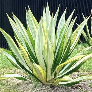 Variegated Agave Live Plant – Hardy Succulent – 1.5-2 Ft Tall – 1 Gallon Pot - Image 3