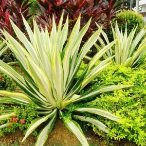 Variegated Agave Live Plant – Hardy Succulent – 1.5-2 Ft Tall – 1 Gallon Pot - Image 5