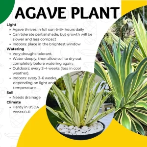 Variegated Agave Live Plant – Hardy Succulent – 1.5-2 Ft Tall – 1 Gallon Pot - Image 6
