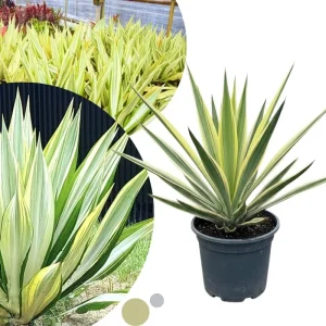 Variegated Agave Live Plant – Hardy Succulent – 1.5-2 Ft Tall – 1 Gallon Pot - Image 1