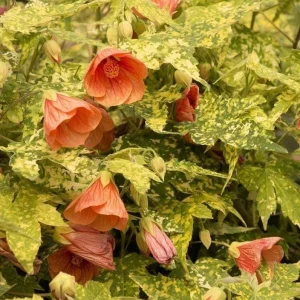 Variegated Apricot Abutilon Live Plant | Flowering Maple | 5-8