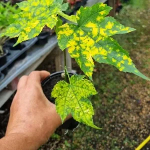 Variegated Apricot Abutilon Live Plant | Flowering Maple | 5-8