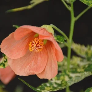 Variegated Apricot Abutilon Live Plant | Flowering Maple | 5-8