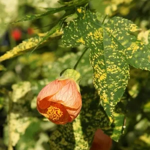 Variegated Apricot Abutilon Live Plant | Flowering Maple | 5-8