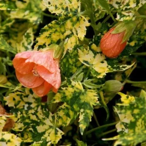 Variegated Apricot Abutilon Live Plant | Flowering Maple | 5-8