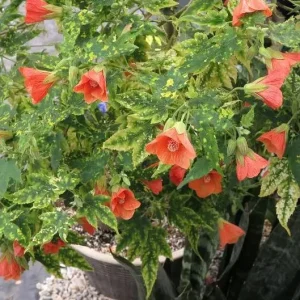 Variegated Apricot Abutilon Live Plant | Flowering Maple | 5-8