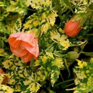 Variegated Apricot Abutilon Live Plant | Flowering Maple | 5-8
