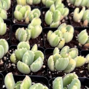Variegated Bear Paw Succulent Live Plant - Cotyledon tomentosa variegata - 2