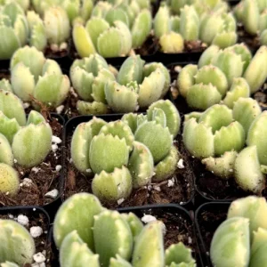 Variegated Bear Paw Succulent Live Plant - Cotyledon tomentosa variegata - 2