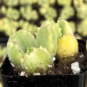 Variegated Bear Paw Succulent Live Plant - Cotyledon tomentosa variegata - 2