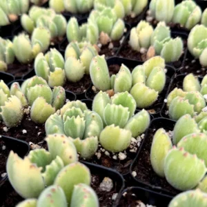 Variegated Bear Paw Succulent Live Plant - Cotyledon tomentosa variegata - 2