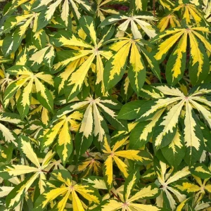 Variegated Cassava Live Plant – Ornamental Manihot esculenta 'Variegata' – 4 inch Pot - Image 2