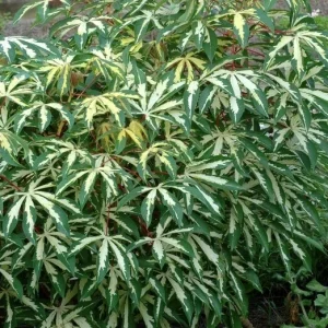 Variegated Cassava Live Plant – Ornamental Manihot esculenta 'Variegata' – 4 inch Pot - Image 4
