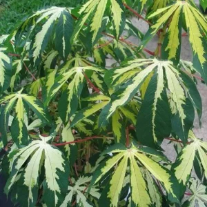 Variegated Cassava Live Plant – Ornamental Manihot esculenta 'Variegata' – 4 inch Pot - Image 1
