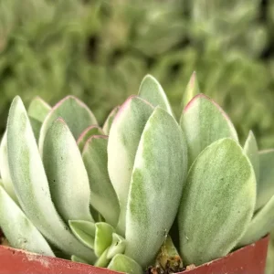 Variegated Crassula Swaziensis Live Succulent Plant - 2 inch Pot - Image 2
