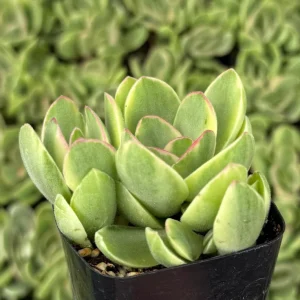 Variegated Crassula Swaziensis Live Succulent Plant - 2 inch Pot - Image 3
