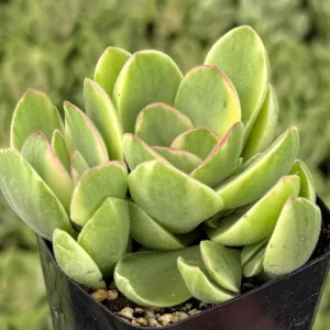 Variegated Crassula Swaziensis Live Succulent Plant - 2 inch Pot - Image 4