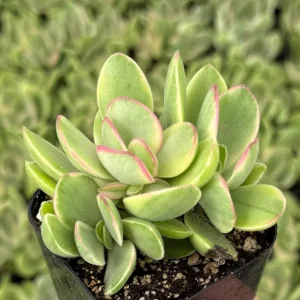 Variegated Crassula Swaziensis Live Succulent Plant - 2 inch Pot - Image 1