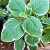 Variegated Cuban Oregano Live Plant 4 inch Pot - Indoor/Outdoor Herb - Image 1