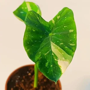Variegated Ele Paio Colocasia Live Plant - Rare Elephant Ear Taro, 5-9