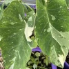 Variegated Ele Paio Colocasia Live Plant - Rare Elephant Ear Taro, 5-9" Tall - Image 1