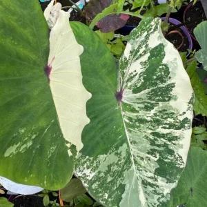 Variegated Ele Paio Colocasia Live Plant - Rare Elephant Ear Taro, 5-9