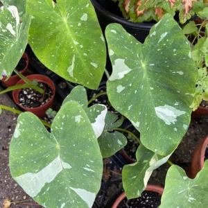 Variegated Ele Paio Colocasia Live Plant - Rare Elephant Ear Taro, 5-9