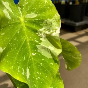 Variegated Ele Paio Colocasia Live Plant - Rare Elephant Ear Taro, 5-9