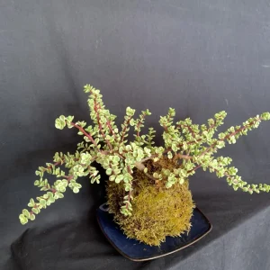 Variegated Elephant Bush Kokedama Live Plant - Portulacaria Afra, 5
