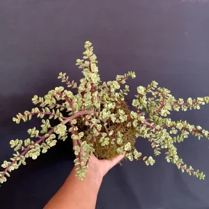 Variegated Elephant Bush Kokedama Live Plant - Portulacaria Afra, 5
