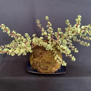 Variegated Elephant Bush Kokedama Live Plant - Portulacaria Afra, 5