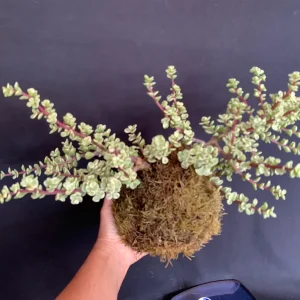 Variegated Elephant Bush Kokedama Live Plant - Portulacaria Afra, 5