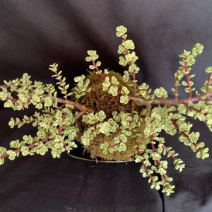 Variegated Elephant Bush Kokedama Live Plant - Portulacaria Afra, 5