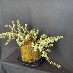 Variegated Elephant Bush Kokedama Live Plant - Portulacaria Afra, 5