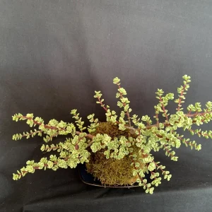 Variegated Elephant Bush Kokedama Live Plant - Portulacaria Afra, 5