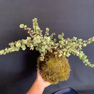 Variegated Elephant Bush Kokedama Live Plant - Portulacaria Afra, 5